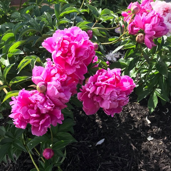 Meet your Posher, Kala - Picture 2 of 11